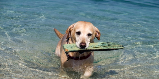 Spiagge Libere Anche Per I Cani Iostudio