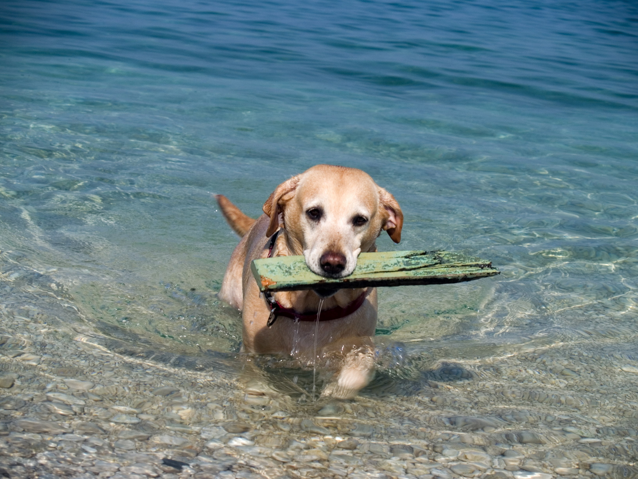 Spiagge Libere Anche Per I Cani Iostudio